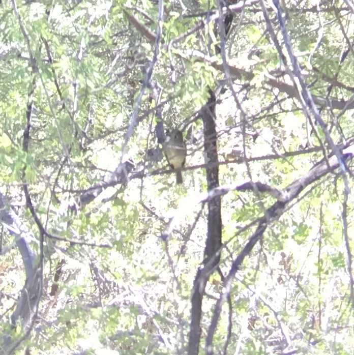 Dusky Flycatcher - Gabriel Mapel