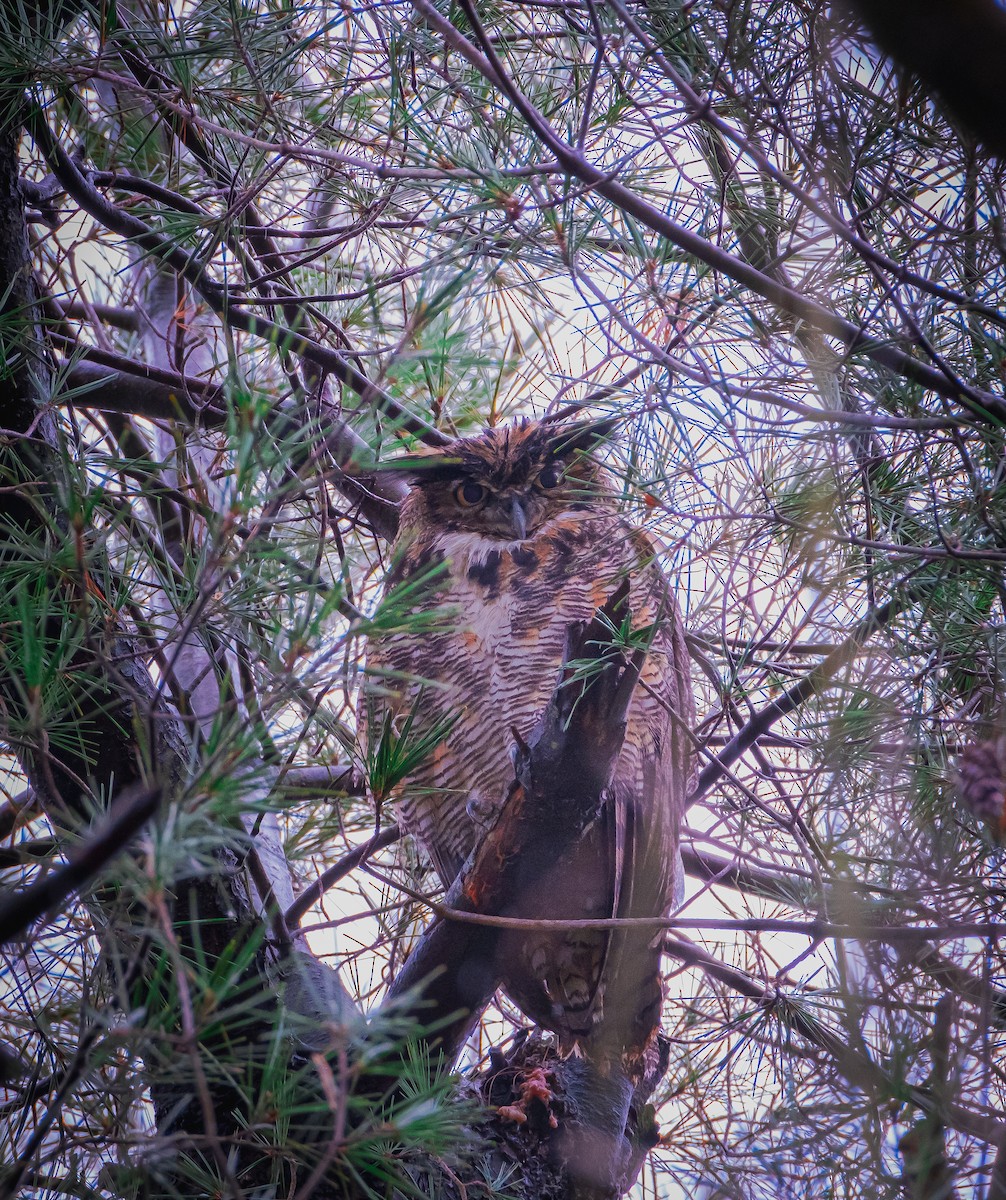 Great Horned Owl - ML275826821