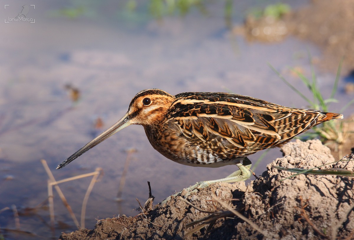 Common Snipe - ML275827151