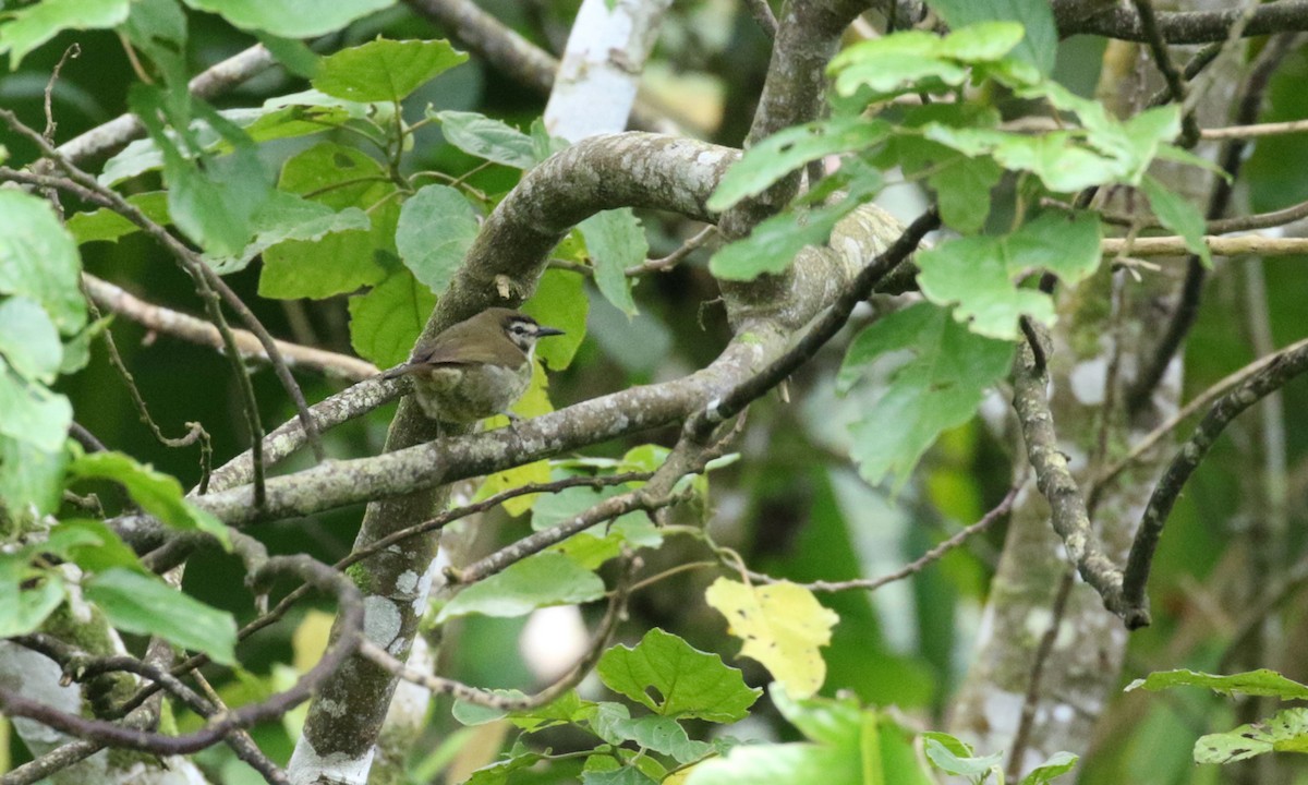 Negros Striped-Babbler - ML275830131