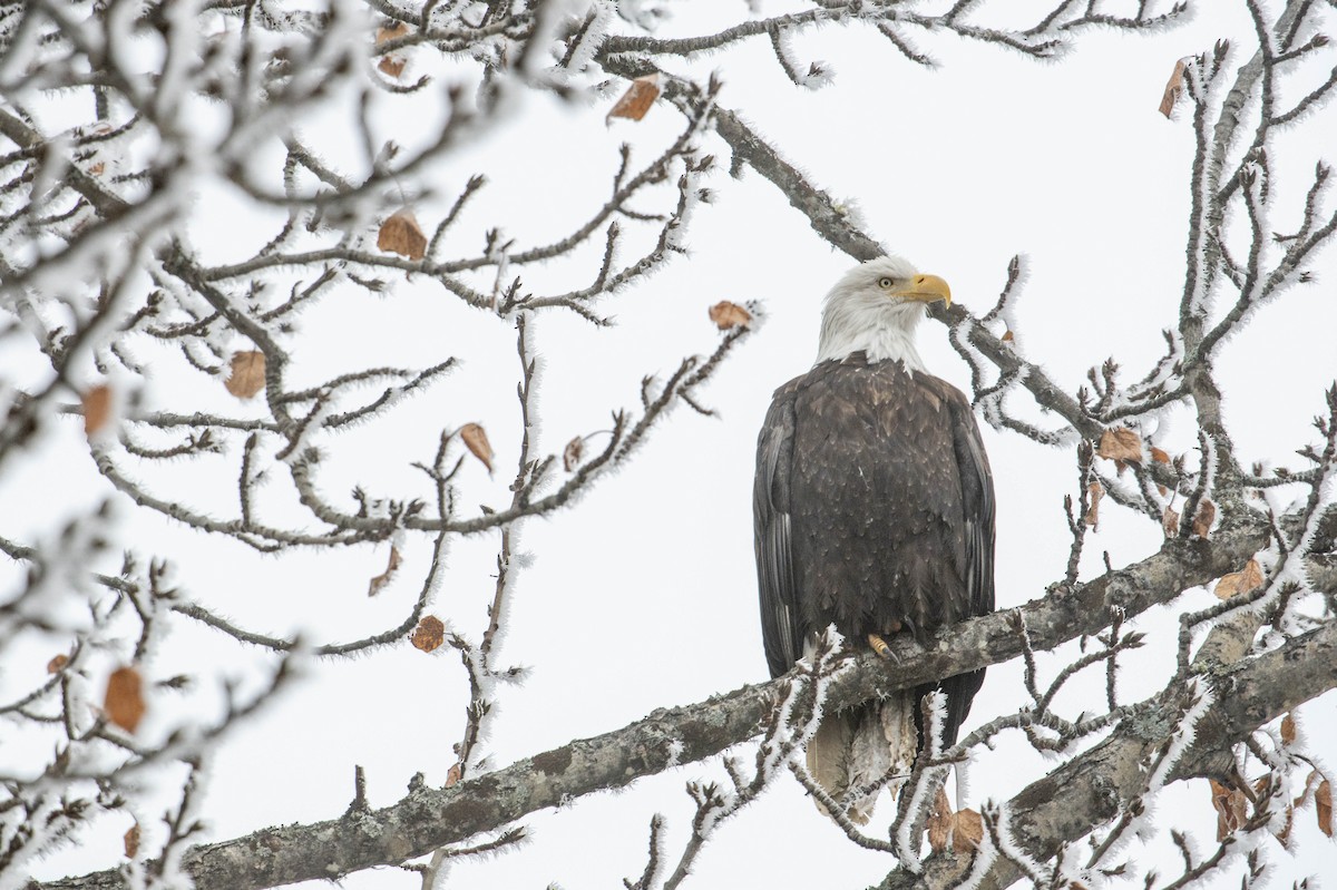 Weißkopf-Seeadler - ML275832931