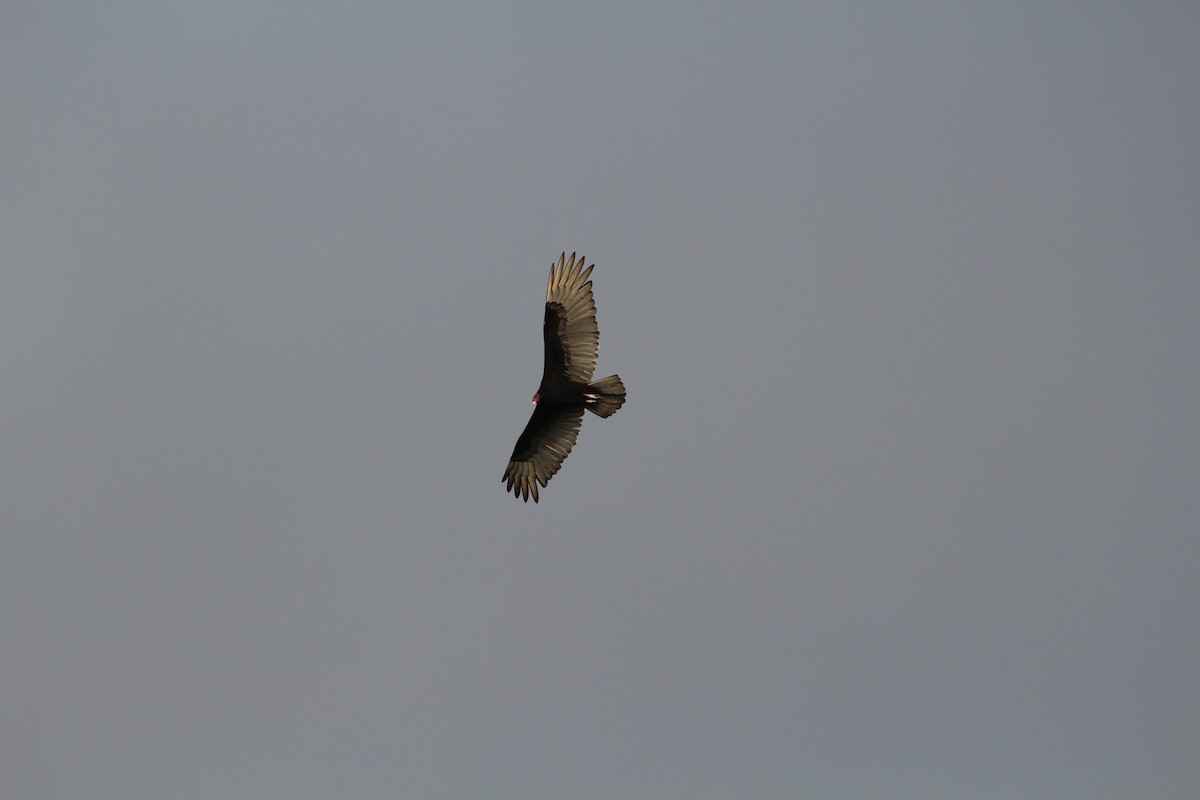 Turkey Vulture - ML275834261