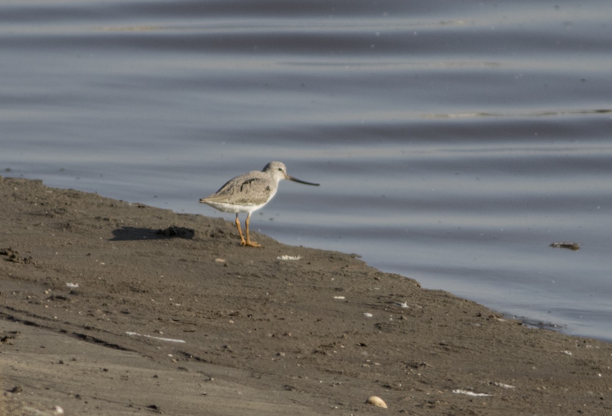 Terek Sandpiper - ML275836831