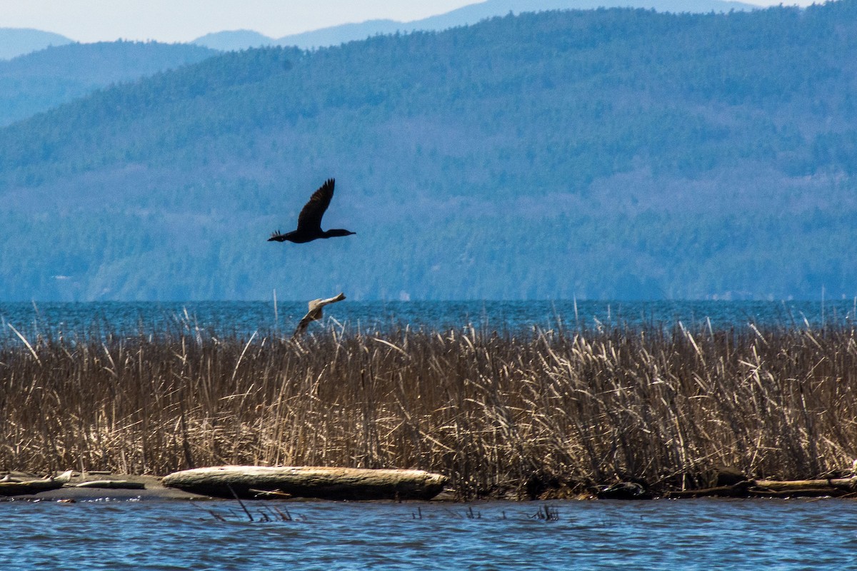 Double-crested Cormorant - ML27583821