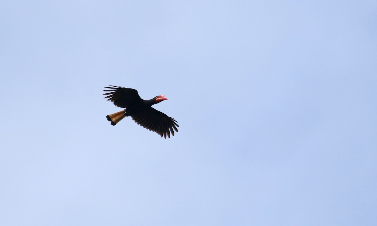 Writhed Hornbill - ML275838691