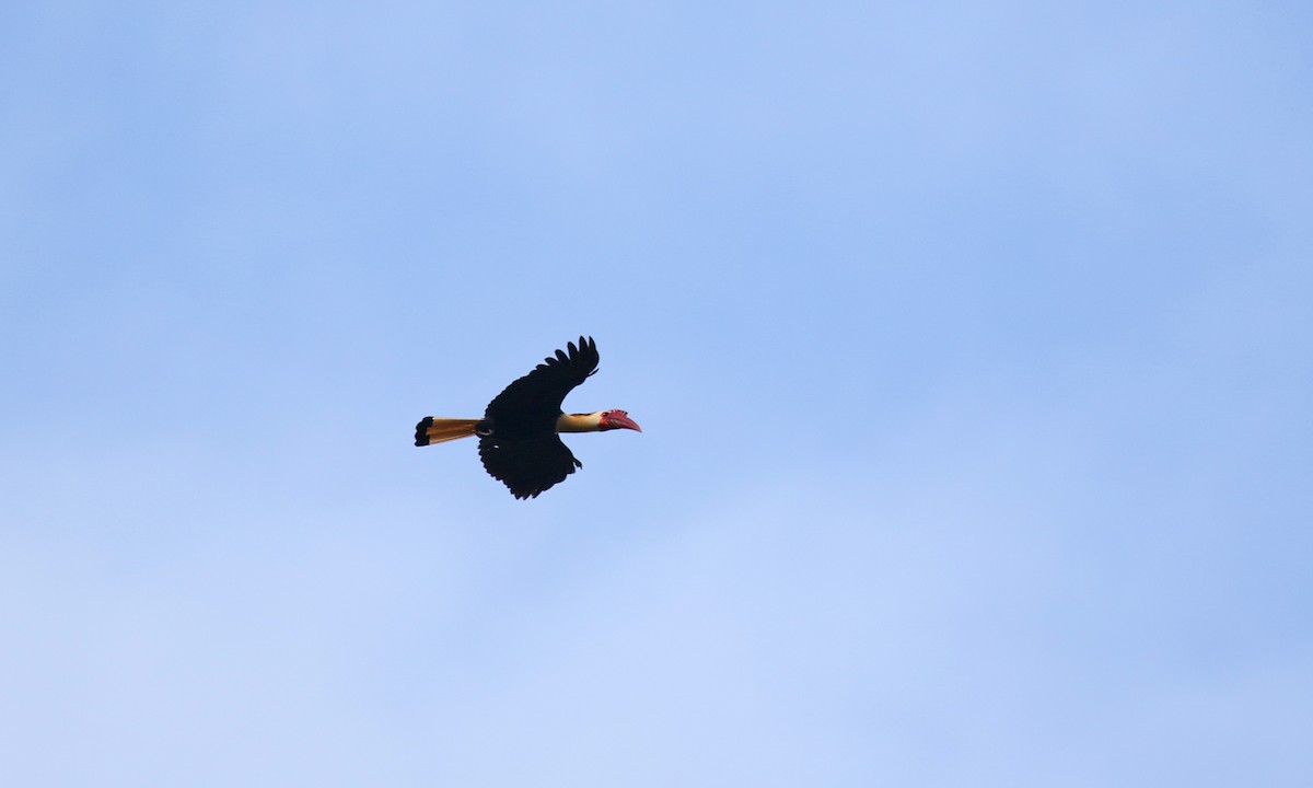 Writhed Hornbill - ML275838711