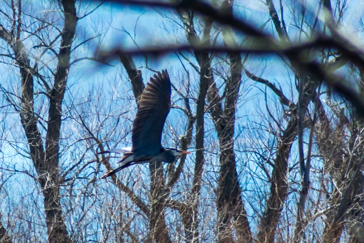 Great Blue Heron - ML27583891