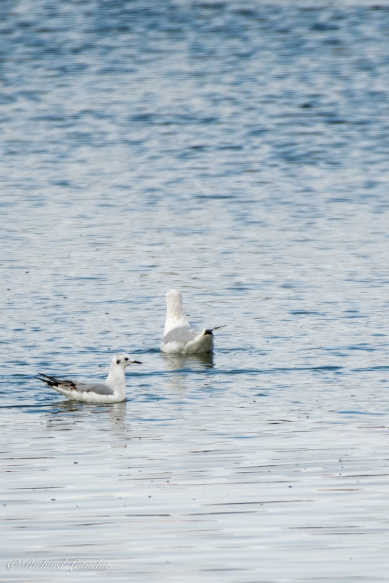 Bonaparte's Gull - ML275839561