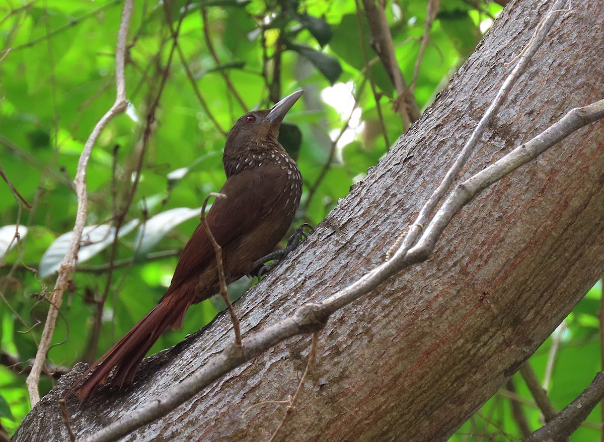 Cinnamon-throated Woodcreeper - sylvain Uriot