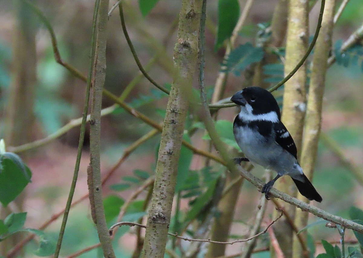 Wing-barred Seedeater - sylvain Uriot