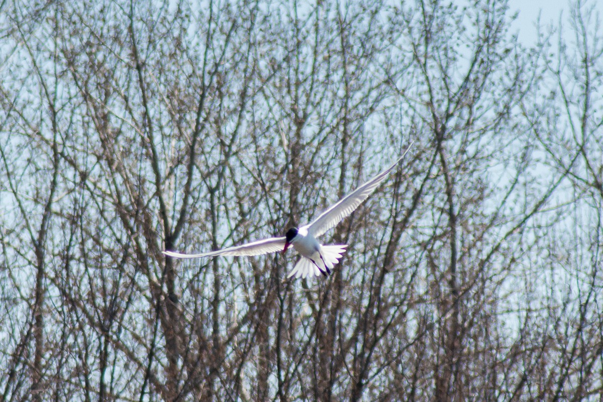 Caspian Tern - ML27584151