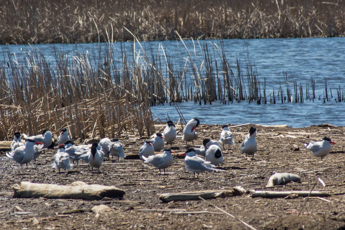 Caspian Tern - ML27584161