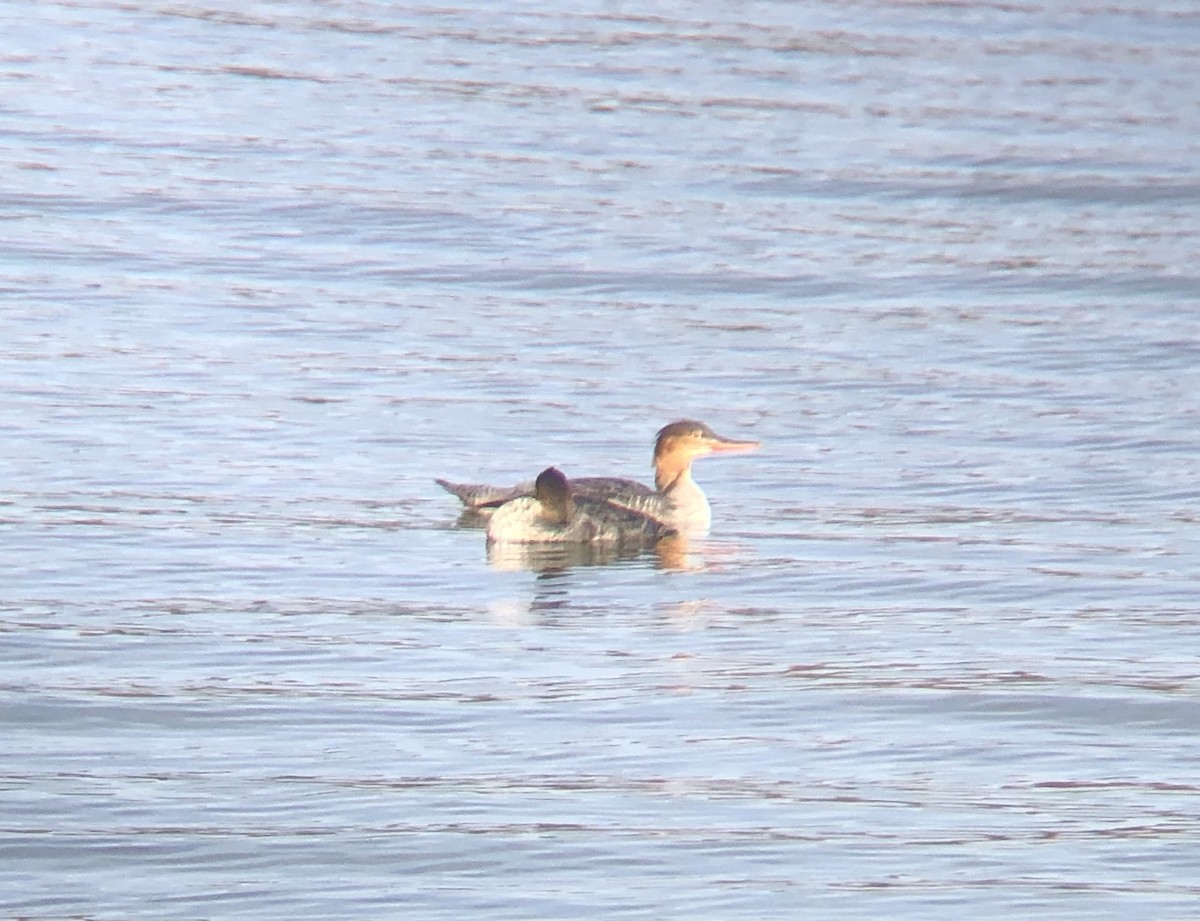 Red-breasted Merganser - ML275844121