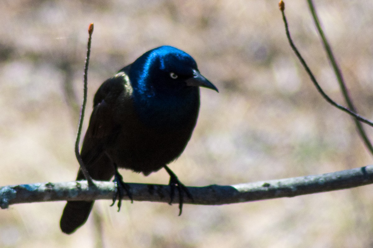 Common Grackle - ML27584451