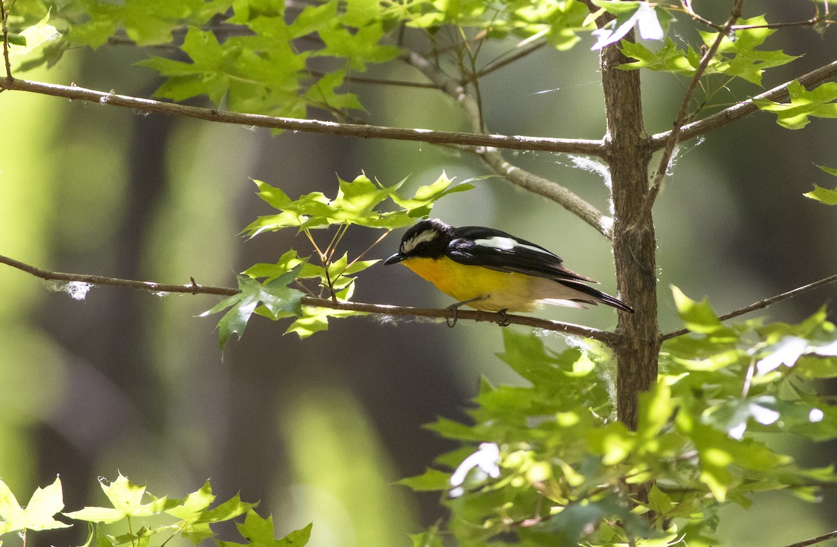 Yellow-rumped Flycatcher - ML275844961