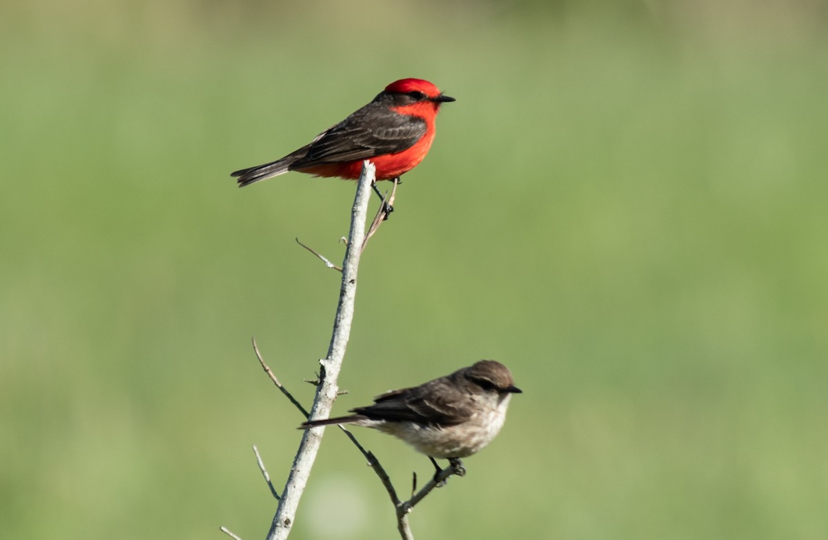 Vermilion Flycatcher - ML275845431