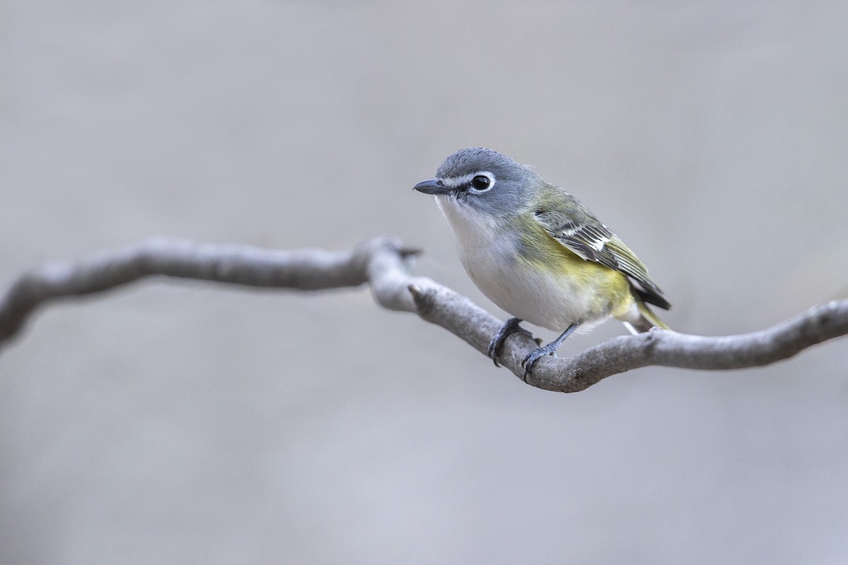 Blue-headed Vireo - ML275853161