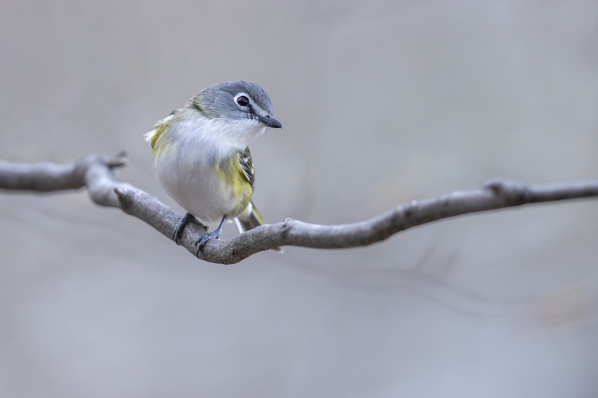 Blue-headed Vireo - ML275853191