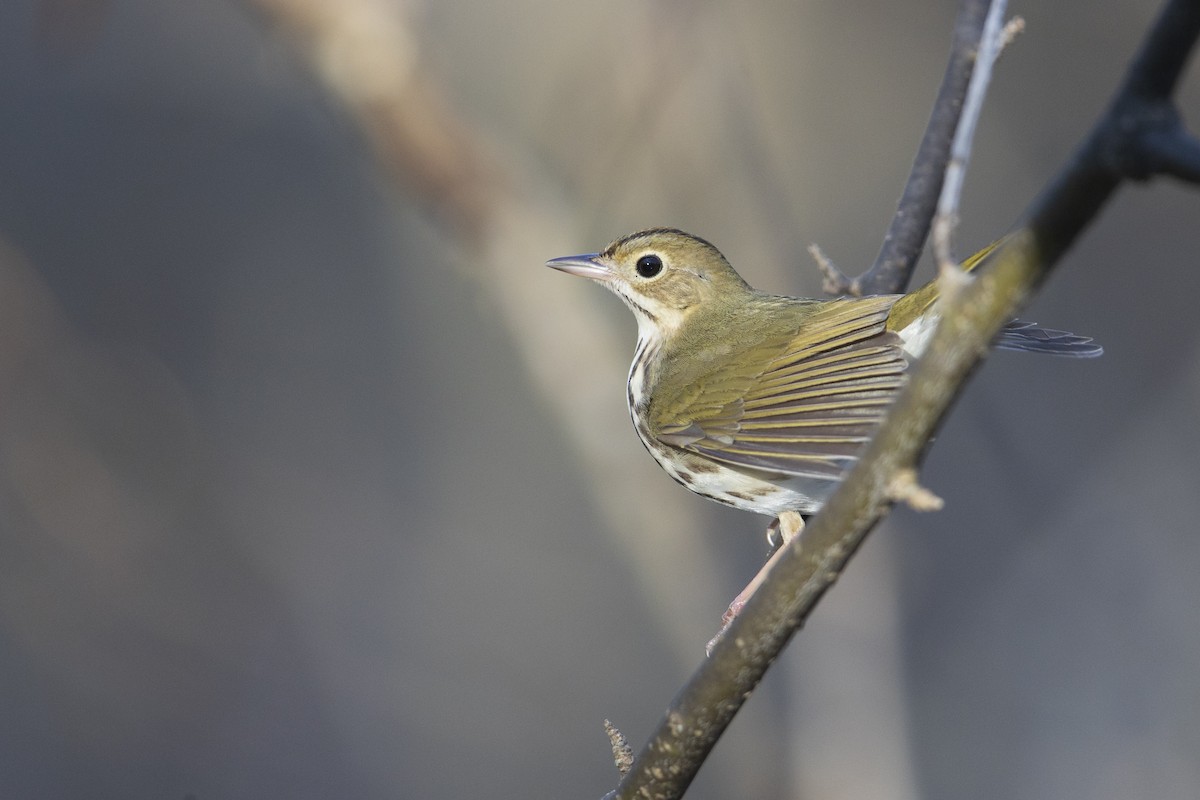 Ovenbird - ML275853991