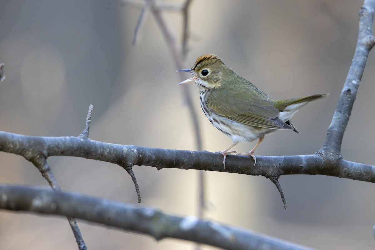 カマドムシクイ - ML275854021