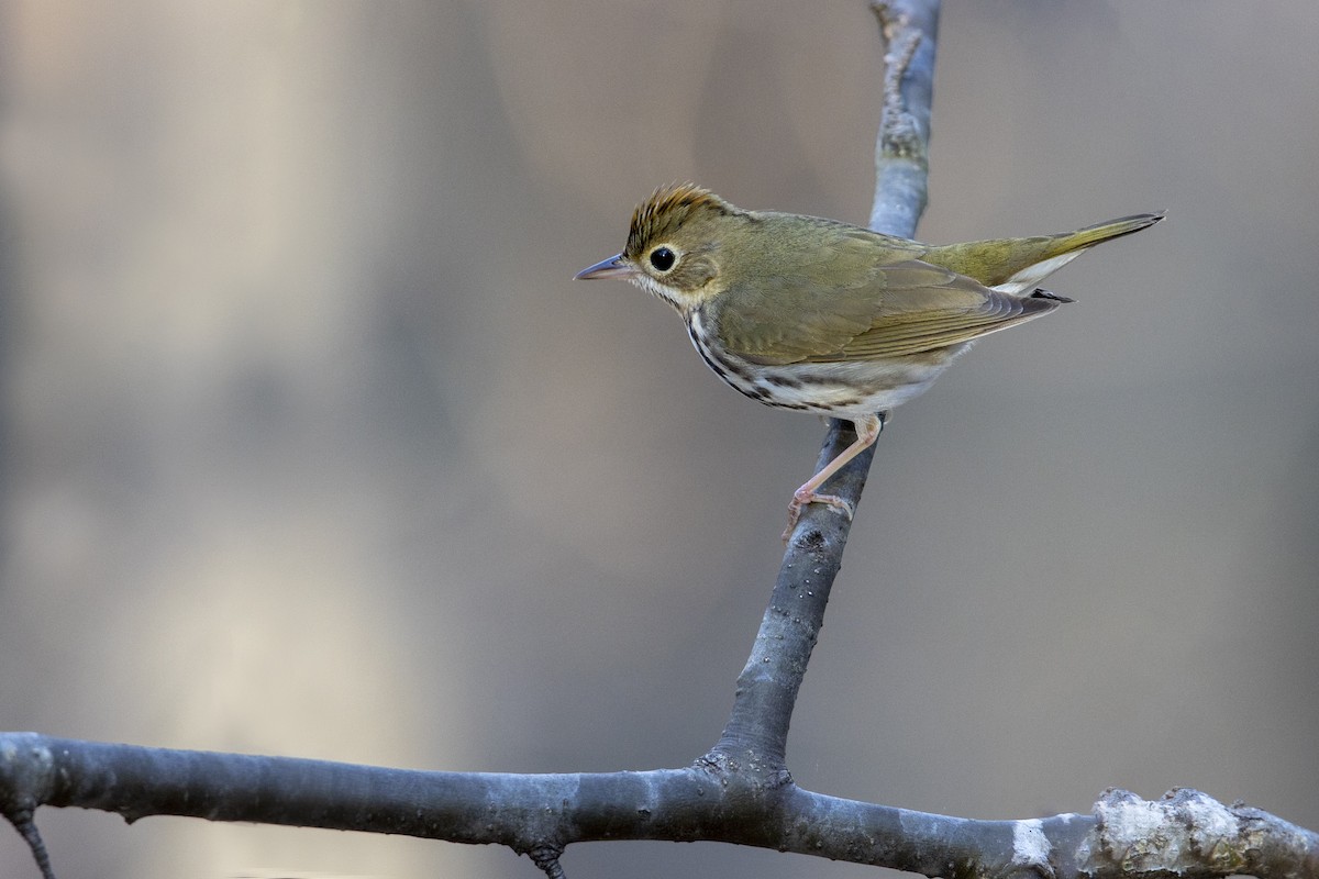 Ovenbird - ML275854031