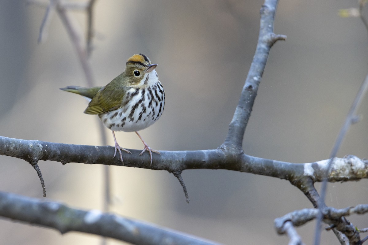 Ovenbird - ML275854081