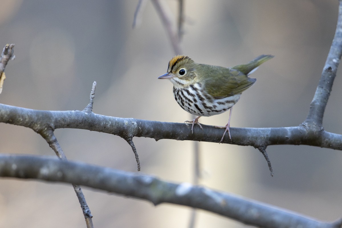 Ovenbird - ML275854141