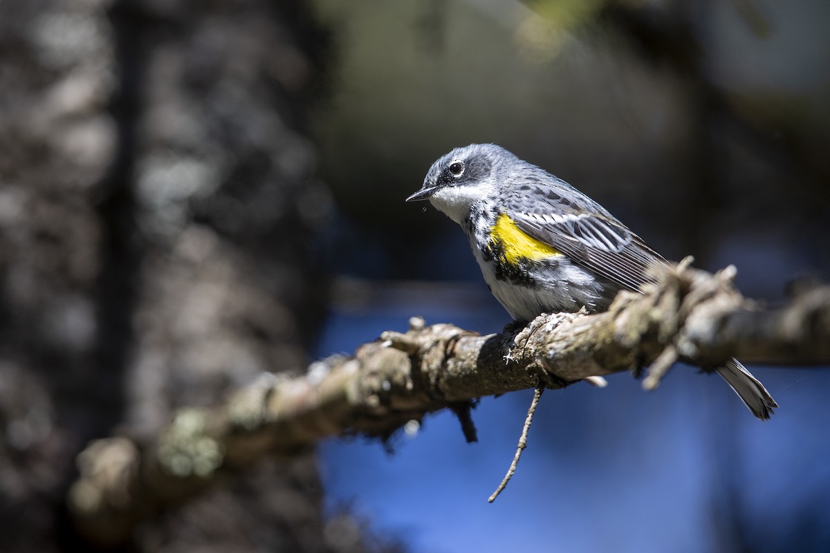 lesňáček žlutoskvrnný (ssp. coronata) - ML275854651