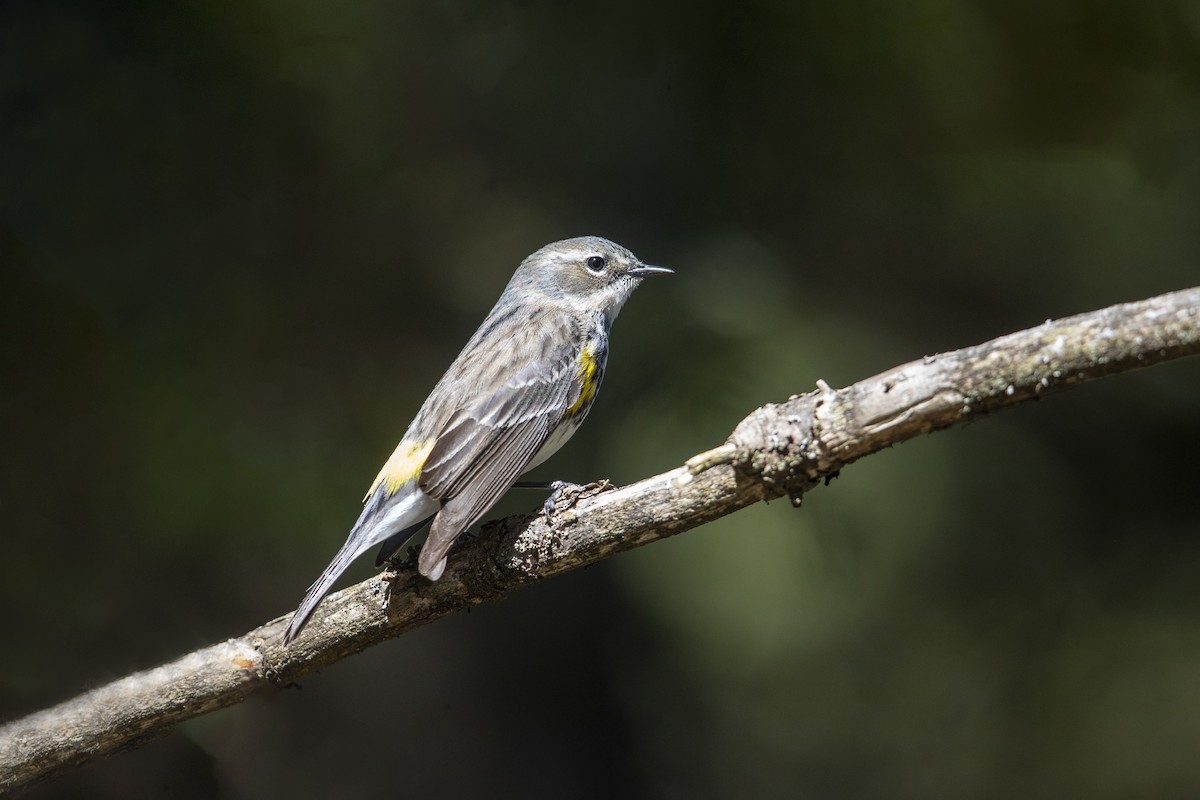 lesňáček žlutoskvrnný (ssp. coronata) - ML275854741