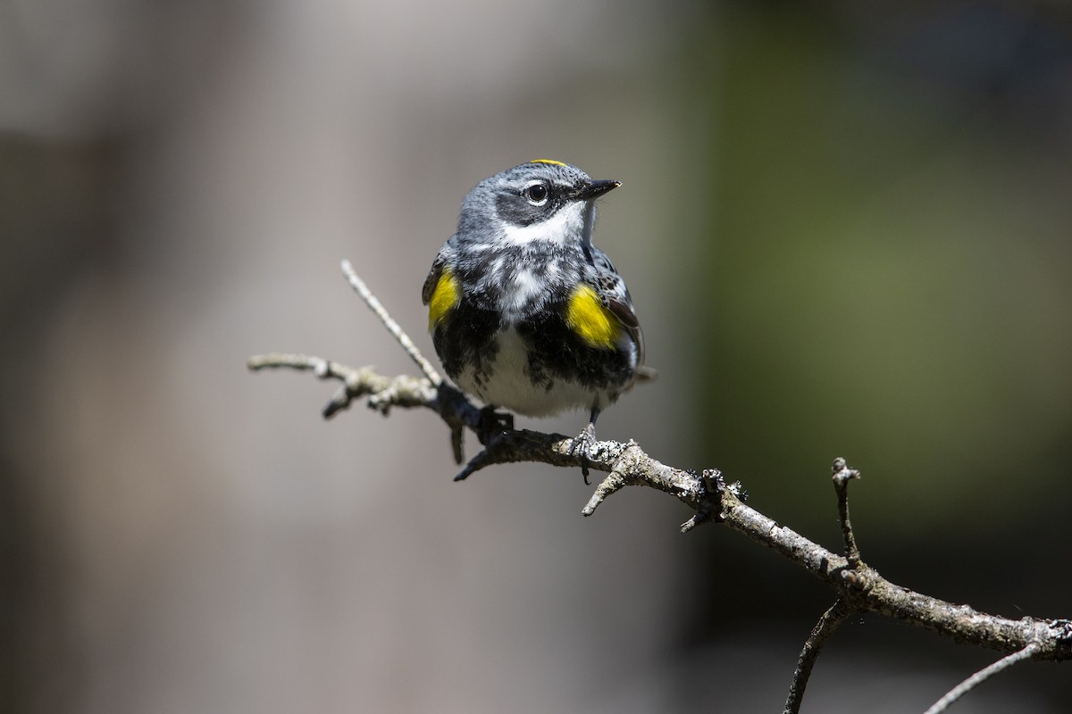 Yellow-rumped Warbler (Myrtle) - ML275854811