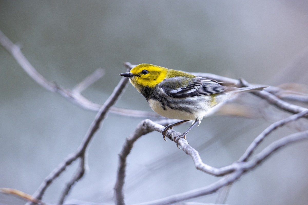 Black-throated Green Warbler - ML275854971