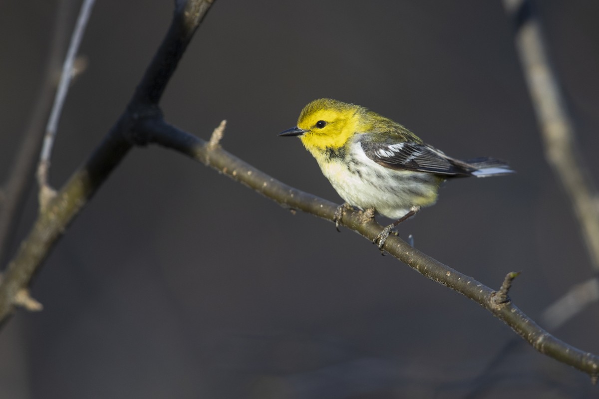 Black-throated Green Warbler - Michael Stubblefield