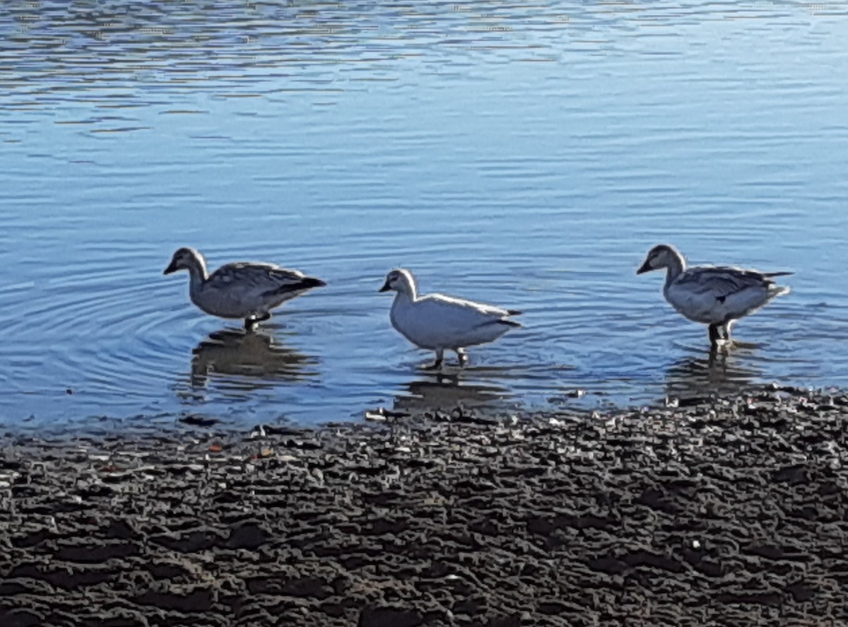 Snow/Ross's Goose - ML275856711