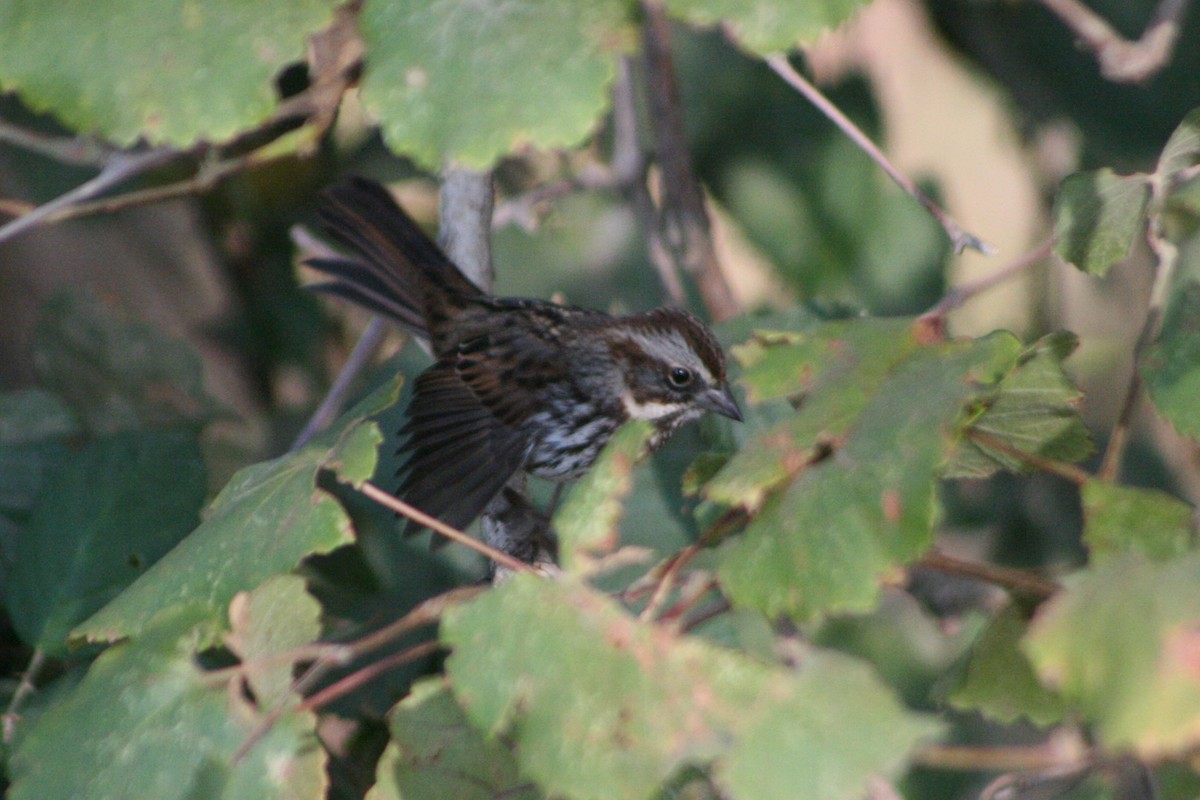 Song Sparrow - Frank Severson