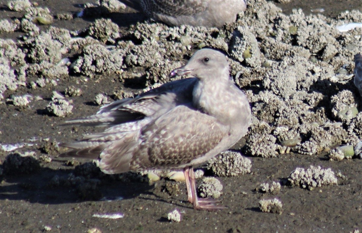 Western/Glaucous-winged Gull - Jon. Anderson