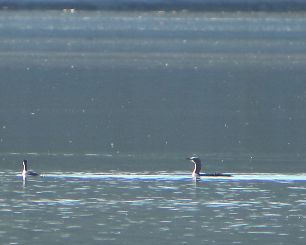 Pacific Loon - ML275863601