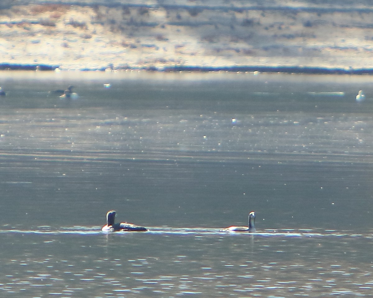 Pacific Loon - ML275863611