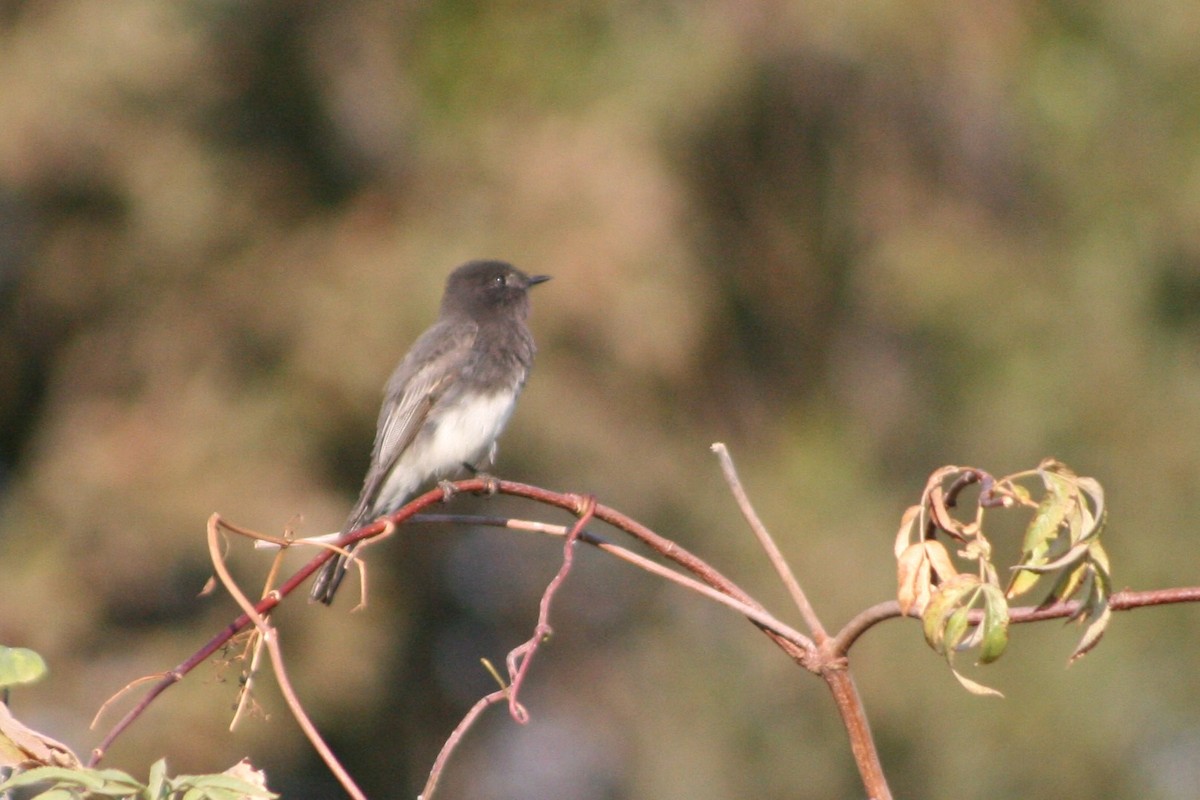 Black Phoebe - Frank Severson