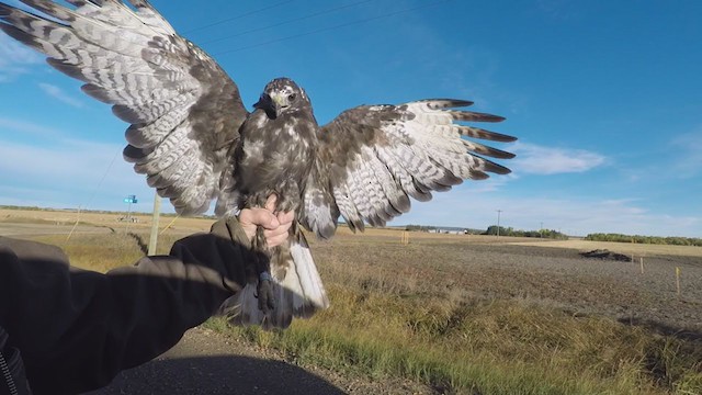 Red-tailed Hawk (Harlan's) - ML275865871