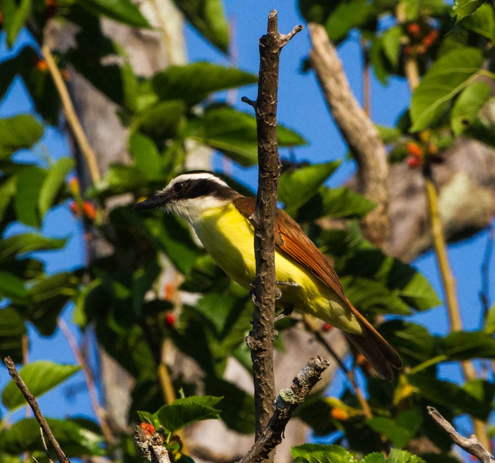 Great Kiskadee - Damon Williford