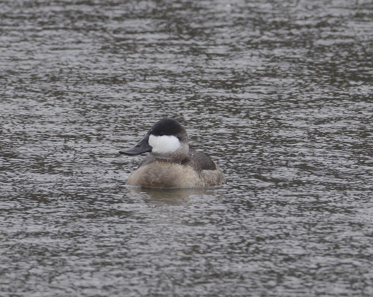 Ruddy Duck - ML275866381