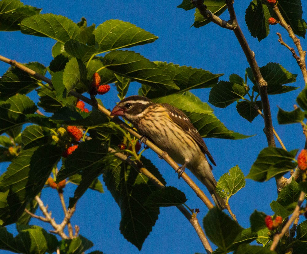 Rose-breasted Grosbeak - Damon Williford