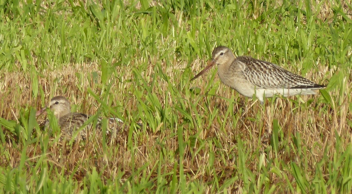 Bar-tailed Godwit - ML275869531