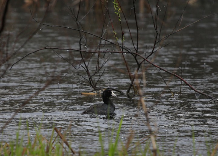 American Coot (Red-shielded) - Lori Widmann