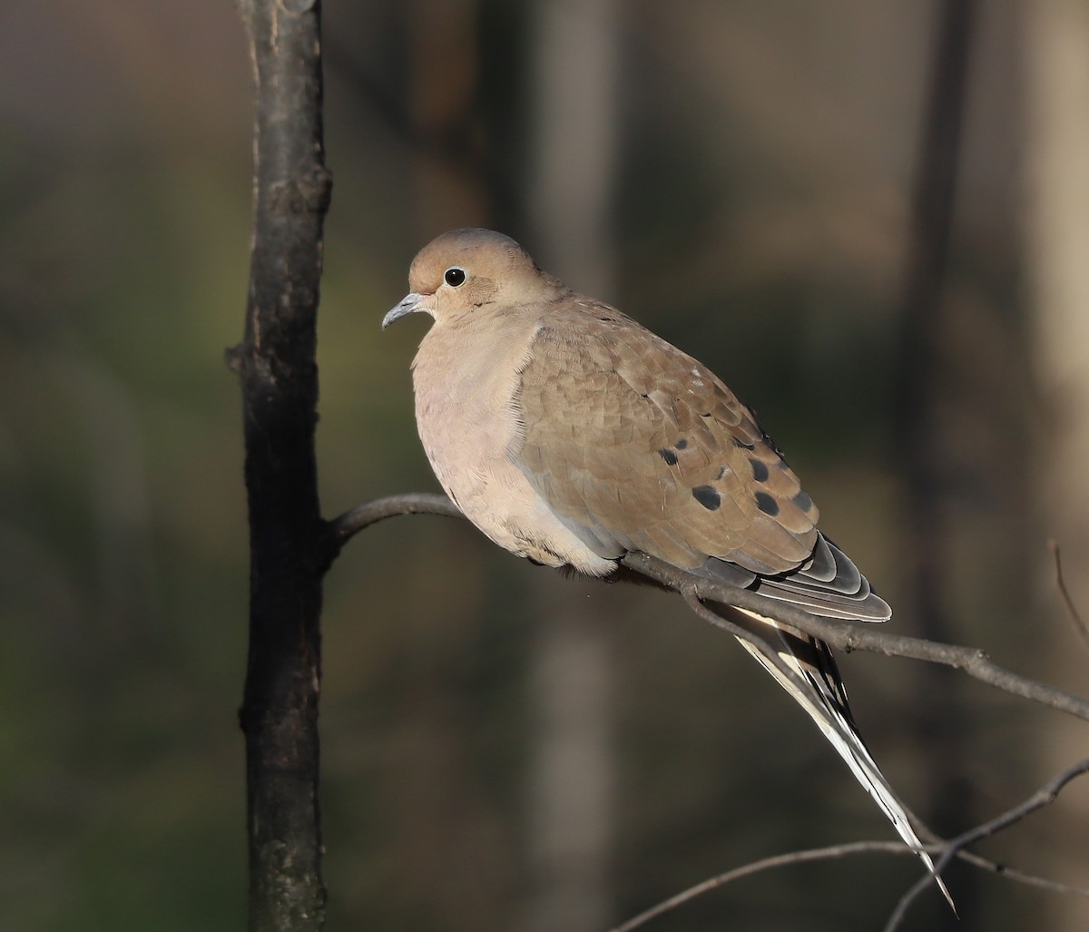 Mourning Dove - Stéphane Ho