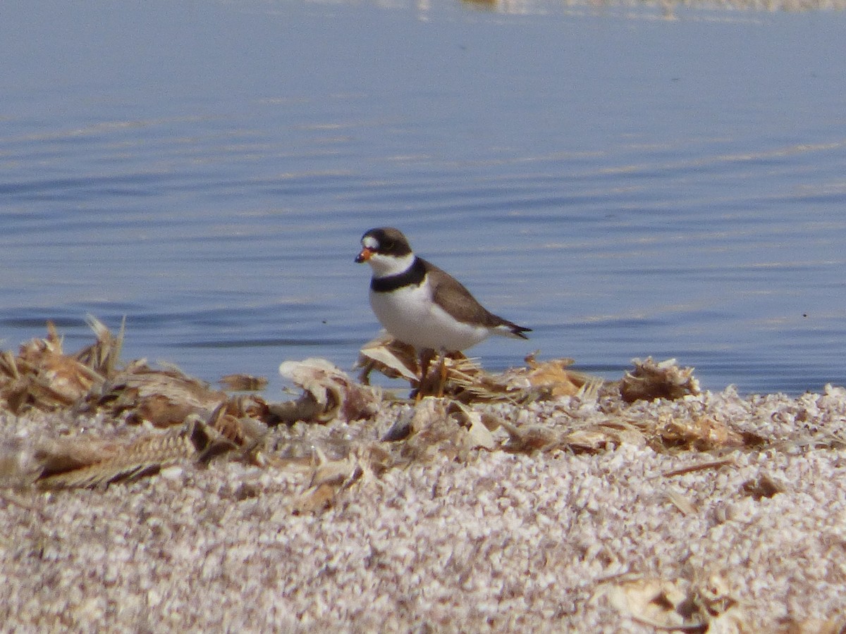 Semipalmated Plover - ML27587161