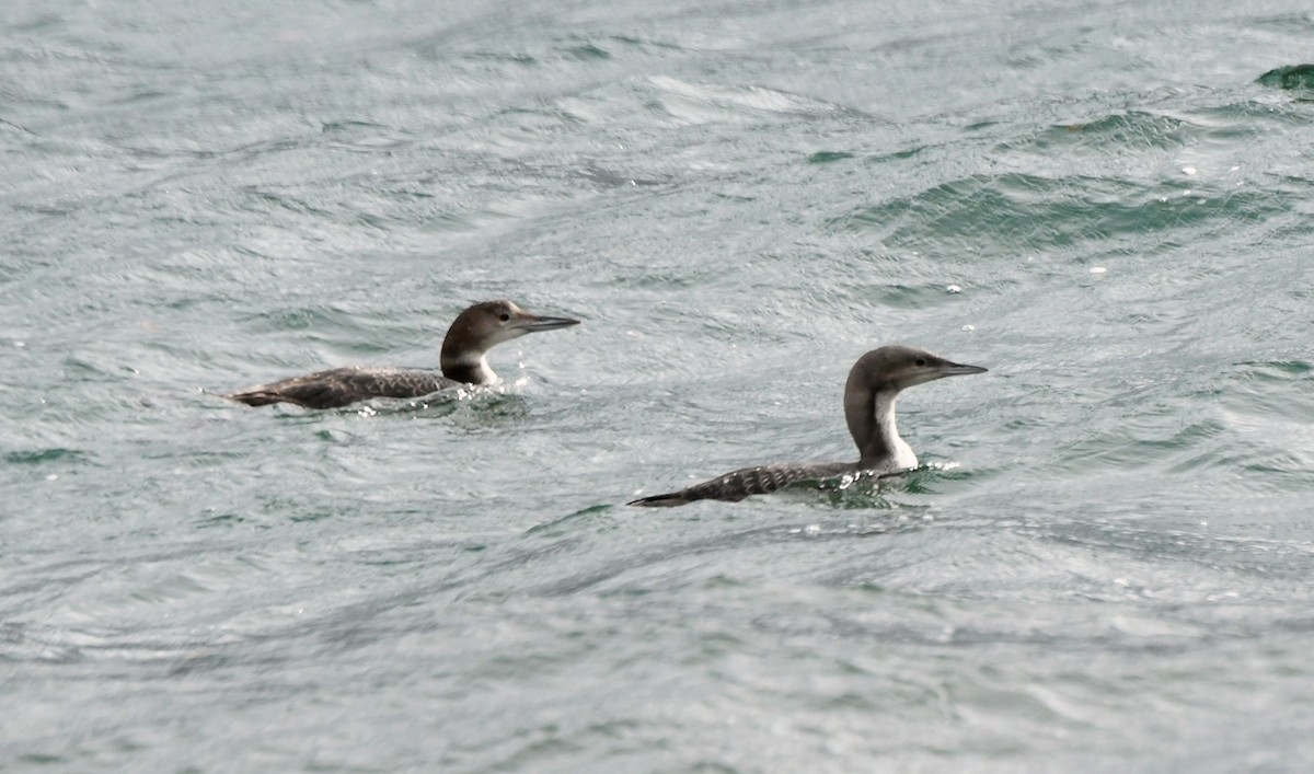 Pacific Loon - ML275874661