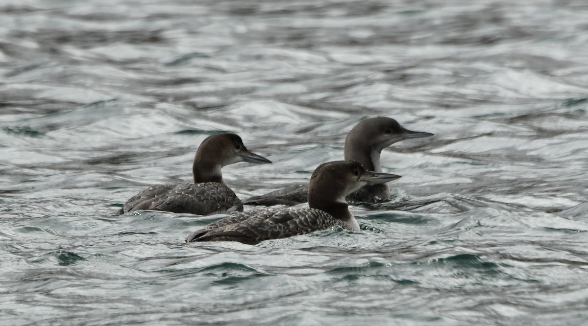 Pacific Loon - ML275874701