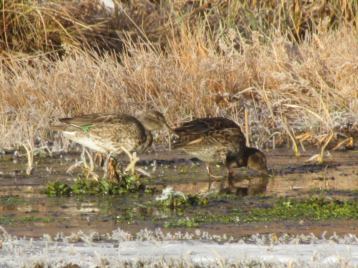 Green-winged Teal - ML275874841