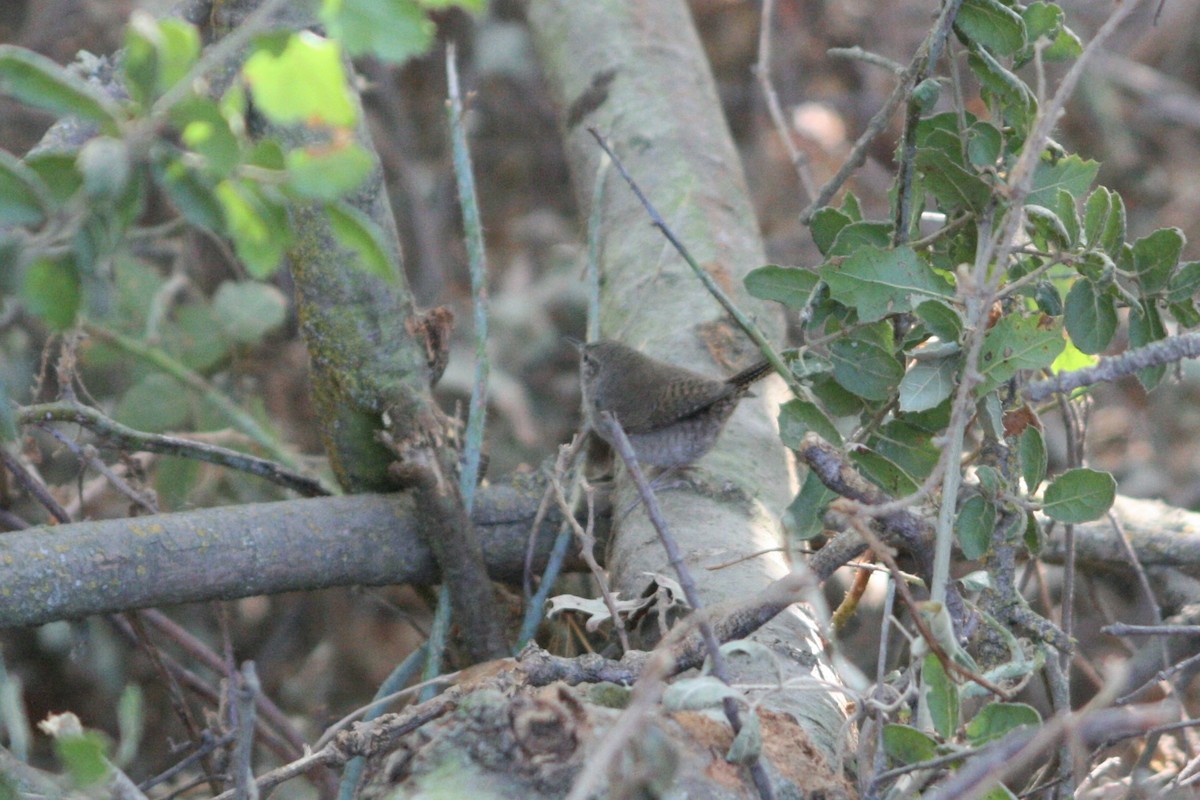 Chochín Criollo - ML275875451